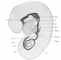 1912 human embryo 4.9 mm