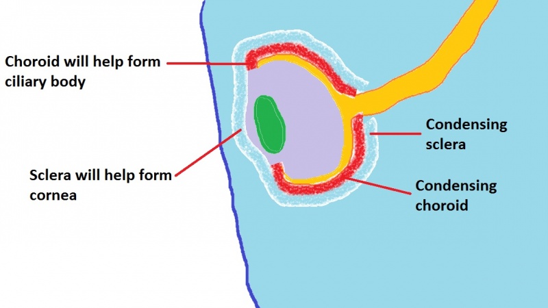 File:Formation of the choroid and sclera 1.jpg