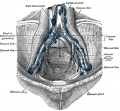 611 Parietal lymph glands of the pelvis.