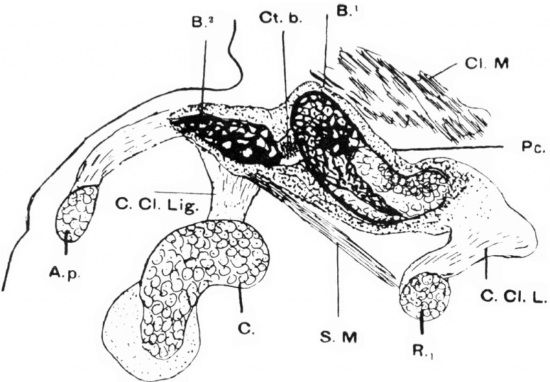File:Human embryonic shoulder girdle 02.jpg
