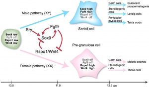 Gonadal supporting cell development