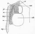 Fig. 45. Section through the dorsal region of an embryo dog-fish.