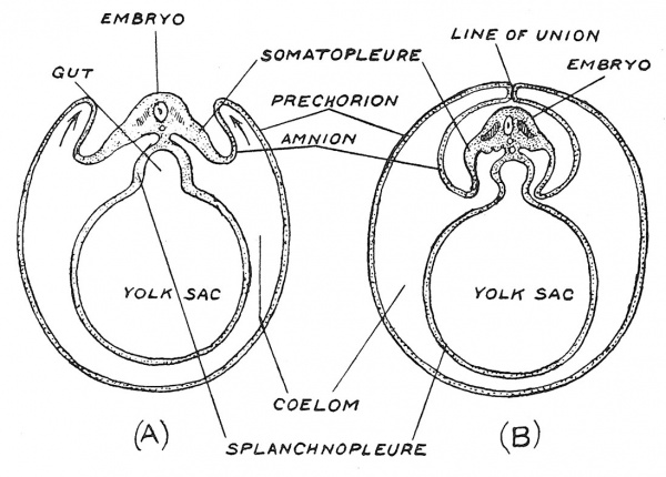 Fig. 29 Illustrating the manner in which the chorion and amnion arise in the chick embryo from folds of the somatopleure — the body wall of the embryo.