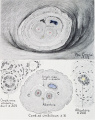Fig. 23 Embryo 12.0 cm