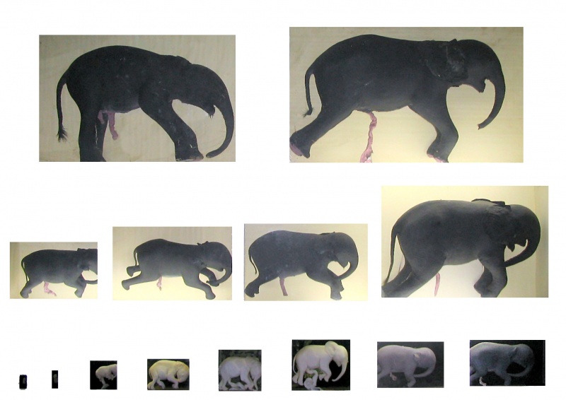 File:Elephant fetal stages.jpg