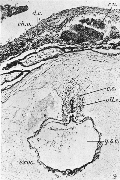 File:Florian1935 fig09.jpg