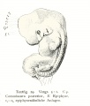 Fig. 29