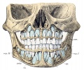 Fig. 265. Skull of a 5-year-old child showing the milk and permanent dentitions