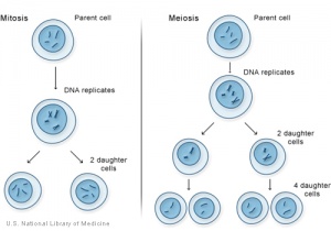 Simple cartoon of Mitosis and Meiosis