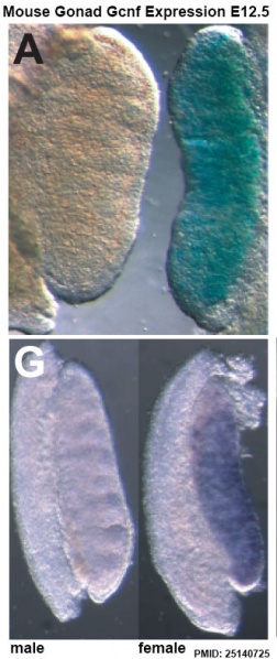 File:Mouse gonad Gcnf expression E12.5.jpg