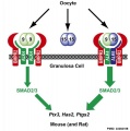 Oocyte and Cumulus Granulosa Signaling Mouse and Rat