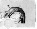 Fig. 9. Model of pharynx embryo XLIII