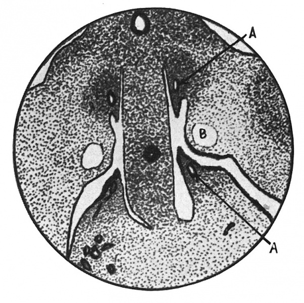 File:Wyndham1943 fig03.jpg