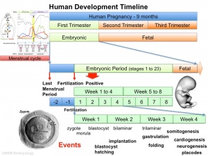 Fetal Development Timeline Chart