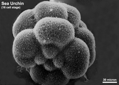 Scanning Electron Microscopy - Embryology
