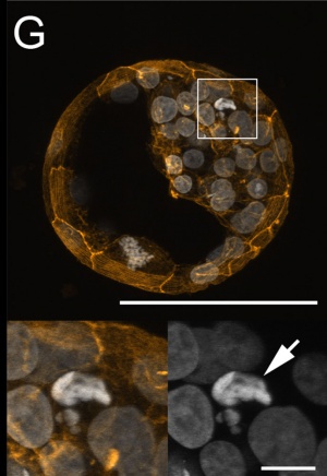 Bovine blastocyst 01.jpg
