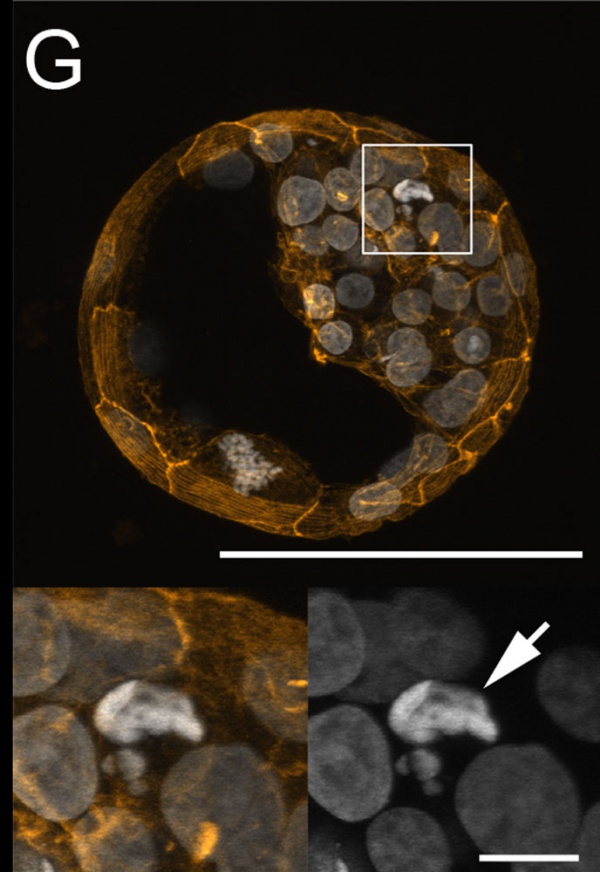 Bovine Development - Embryology