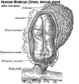 Human 2 mm embryo dorsal view neural plate