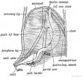 Fig. 213 A. The origin of the Peritoneal Ligaments connected with the Liver.