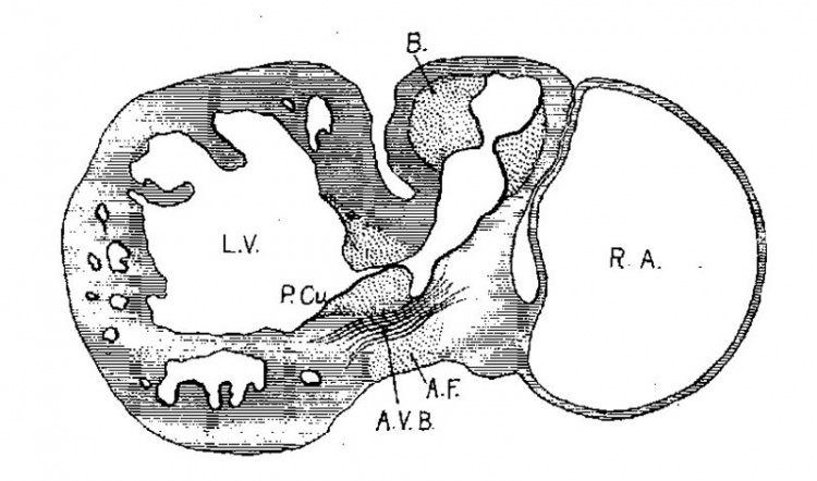 Paper - On the Development of the Human Heart - Embryology