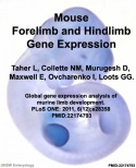 Mouse limb gene expression icon.jpg