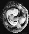 Embryo unlabeled