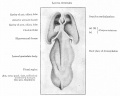 Fig. 426
