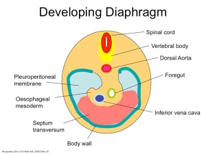 Components of the diaphragm