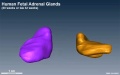 Human fetal adrenal GA32.jpg