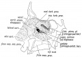 Fig. 6. Showing the structures formed in the Lateral Nasal Processes.