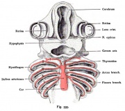 Shark Development - Embryology