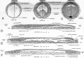 Fig. 7. Diagrams to show various stages in the gastrulation of a bird