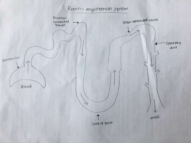 File:Renin Angiotensin system.jpeg