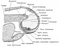 Median sagittal section of the 7 mm frog tadpole