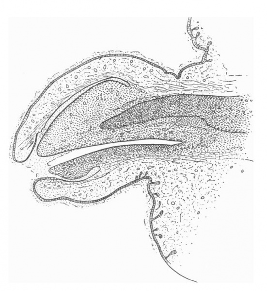 File:Hunter1935 text-fig04.jpg