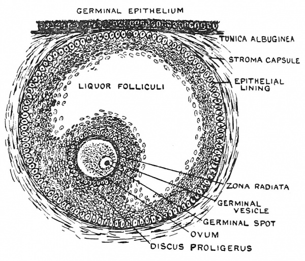 Human Embryology and Morphology 1 Embryology