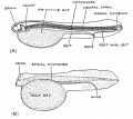 Fig. 40. Diagrammatic longitudinal section of a larval ganoid fish