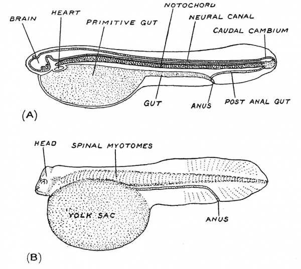 Fig. 40 Diagrammatic longitudinal section of a ganoid fish to show the relations of the notochord.