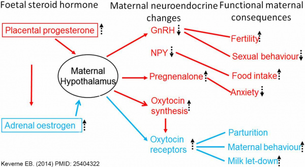 Placenta-maternal neuroendocrine links.jpg