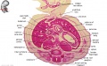 Embryo stage 22 F1L.jpg