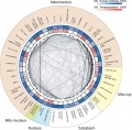 Eukaryotic mitochondrial genomes