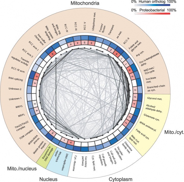 File:Eukaryotic mitochondrial genomes.jpg