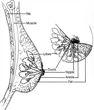 Adult female mammary anatomy cartoon