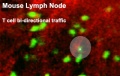 Mouse adult lymph node 05.jpg