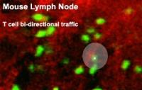 Mouse adult lymph node 05.jpg