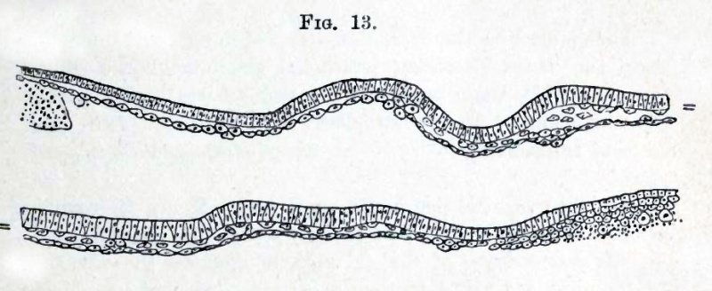Fig. 13. Transverse section through the blastoderm of a chick before the appearance of the primitive streak.