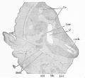 Fig. 430. Section through the region of the ear of a human embryo of three months