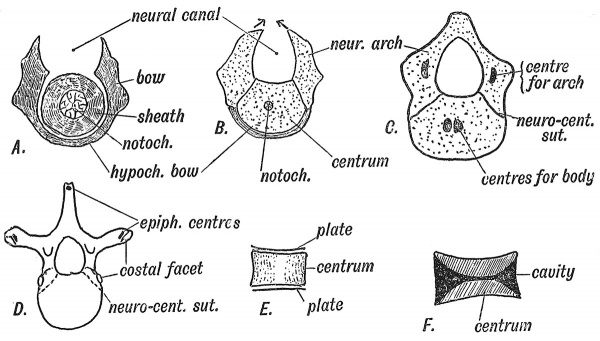 Fig. 56 Showing the Stages in the Development of a Vertebra.