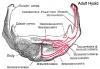 Musculoskeletal- adult hyoid.jpg