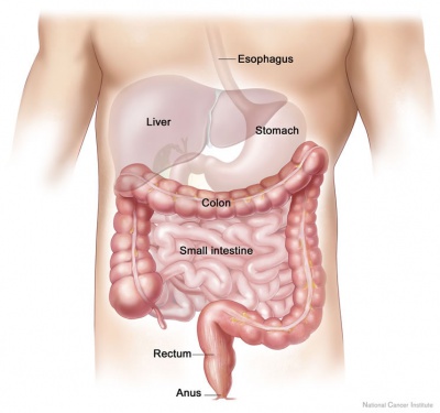Adult gastrointestinal tract cartoon01.jpg
